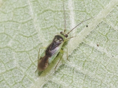 Orthotylus
