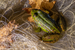 Pelophylax epeiroticus