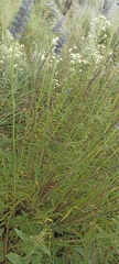 Salvia lavanduloides