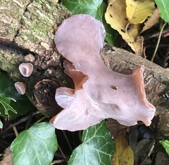 Auricularia auricula-judae