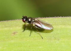 Ephydroidea