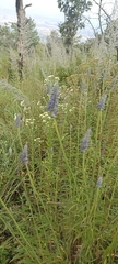 Salvia lavanduloides