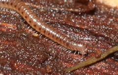 Cylindroiulus britannicus