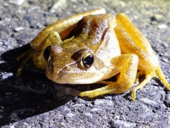 Rana longicrus