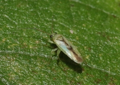 Orthotylus