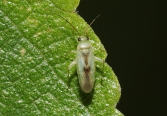 Orthotylus