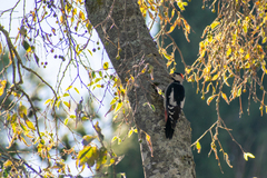 Dendrocopos syriacus