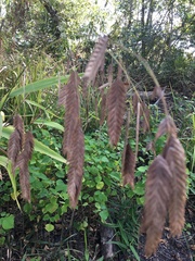 Chasmanthium latifolium