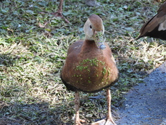 Dendrocygna autumnalis