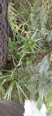 Eryngium proteiflorum