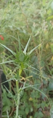 Eryngium proteiflorum