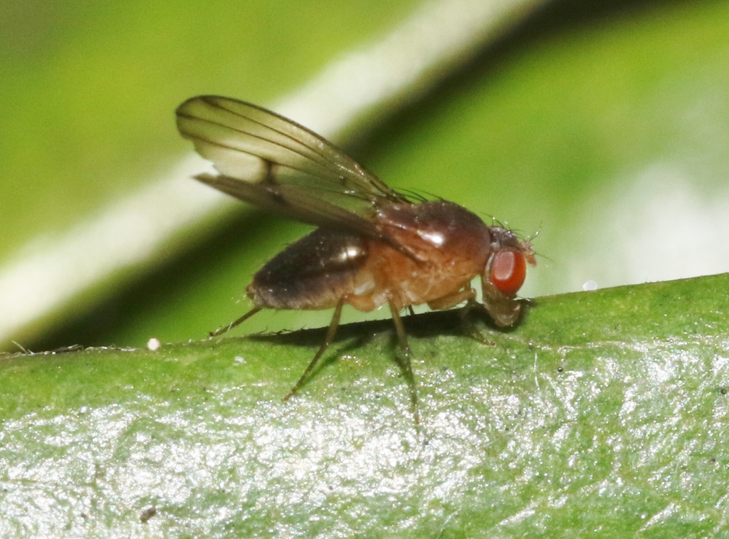 Drosophila mimica