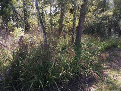 Chasmanthium latifolium