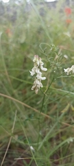 Vicia pulchella