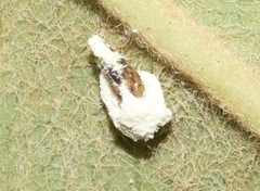 Beauveria bassiana