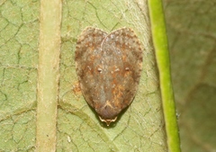 Acleris zimmermani
