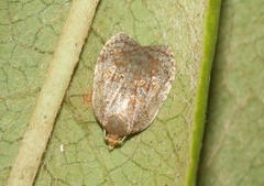 Acleris zimmermani