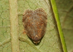 Acleris zimmermani