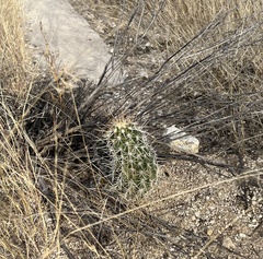 Echinocereus engelmannii fasciculatus