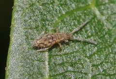 Entomobrya katzi