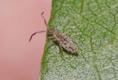 Entomobrya katzi