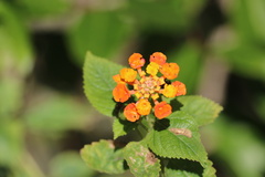 Lantana