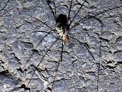 Opiliones