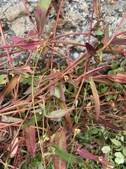 Persicaria sagittata