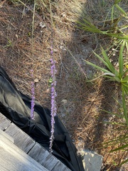 Liatris
