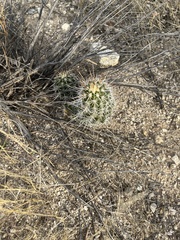 Echinocereus engelmannii fasciculatus