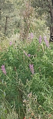 Lupinus latifolius