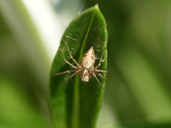 Oxyopes