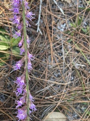 Liatris