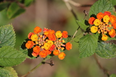 Lantana