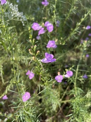 Agalinis fasciculata