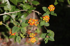 Lantana