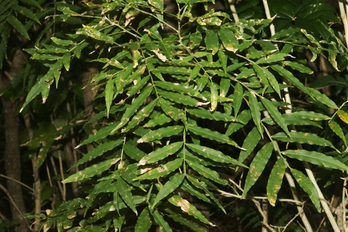 Sapindus thurstonii