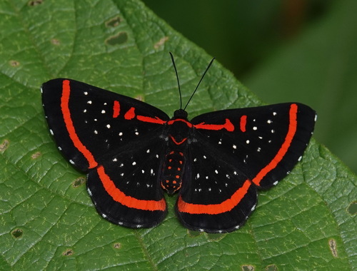 Photo of Red-barred Amarynthis (Amarynthis meneria)