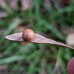 Belonocnema treatae