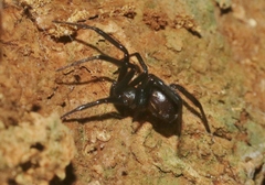 Steatoda grossa