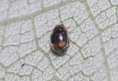 Scymninae