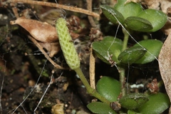 Peperomia tetraphylla