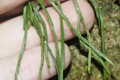 Psilotum