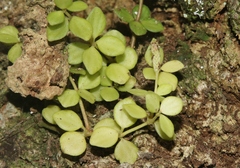 Peperomia tetraphylla