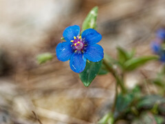 Lysimachia arvensis