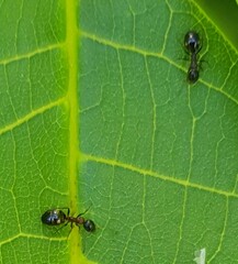 Dolichoderus quadripunctatus