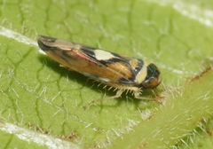 Nesophrosyne