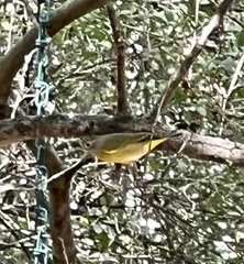 Leiothlypis ruficapilla