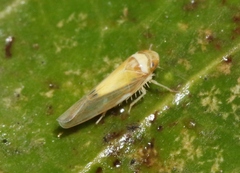 Nesophrosyne