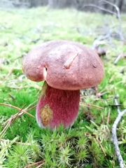 Rubroboletus rubrosanguineus